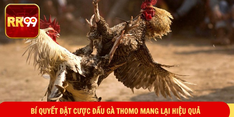Bí quyết đặt cược đấu gà thomo mang lại hiệu quả