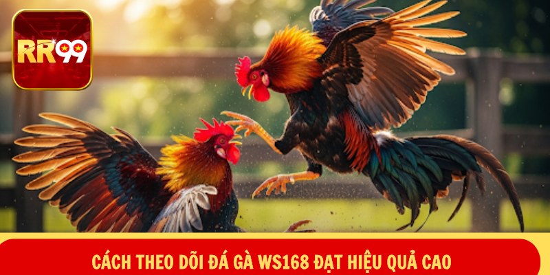 Đá Gà WS168 – Sôi Động Trường Đấu, Bùng Nổ Đam Mê 4 Cách theo dõi đá gà WS168 đạt hiệu quả cao