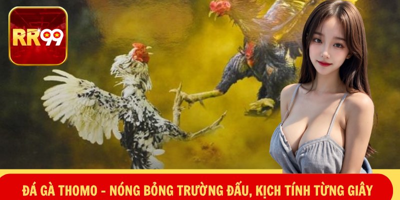 Đá Gà Thomo – Nóng Bỏng Trường Đấu, Kịch Tính Từng Giây