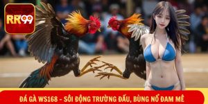 Đá gà WS168