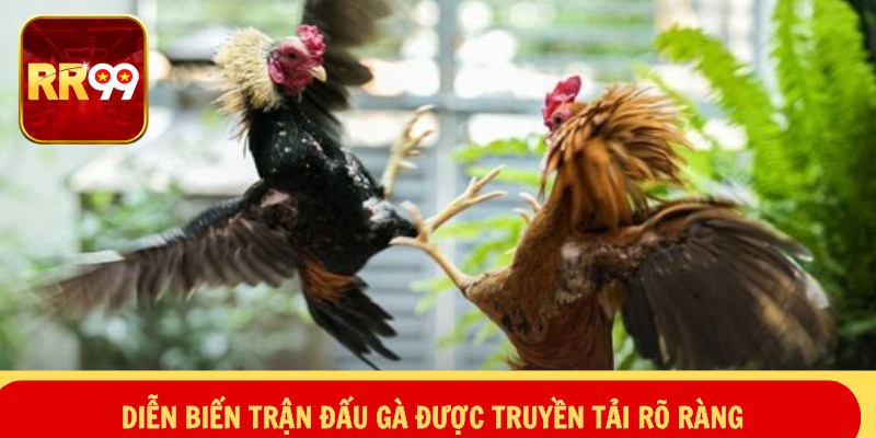 Đá Gà WS168 – Sôi Động Trường Đấu, Bùng Nổ Đam Mê 2 Diễn biến trận đấu gà được truyền tải rõ ràng