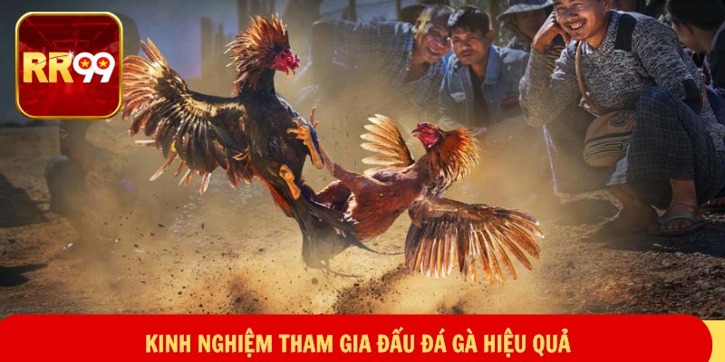 Kinh nghiệm tham gia đấu đá gà hiệu quả