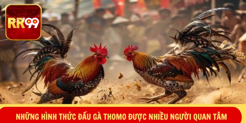 Những hình thức đấu gà thomo được nhiều người quan tâm