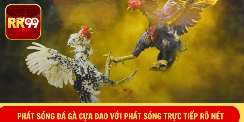 Phát sóng đá gà cựa dao với phát sóng trực tiếp rõ nét