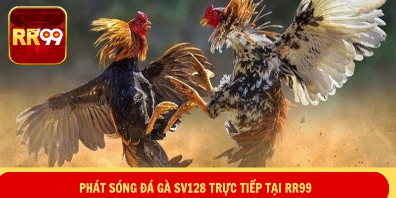Phát sóng đá gà SV128 trực tiếp tại RR99
