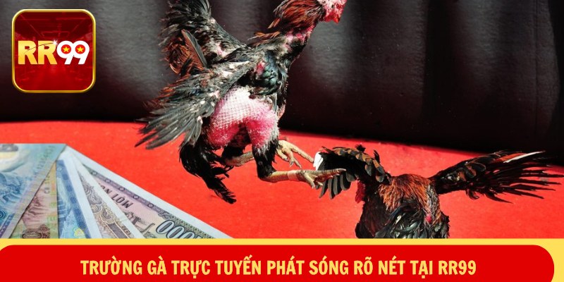 Trường gà trực tuyến phát sóng rõ nét tại RR99